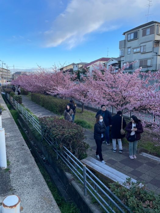 淀水路の河津桜